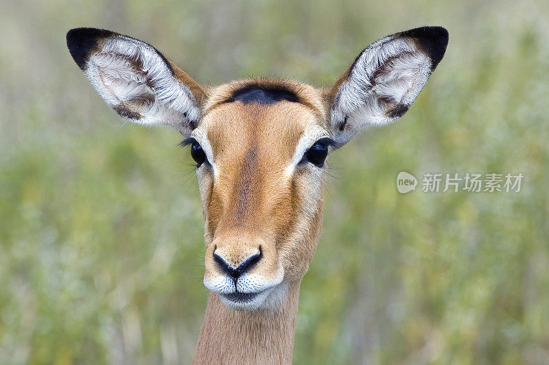 黑斑羚(Aepyceros melampus)是一种中型非洲羚羊。纳库鲁湖国家公园，肯尼亚。女性。